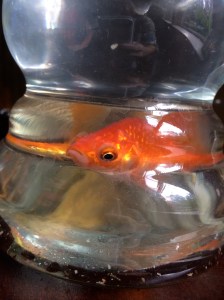 goldfish2